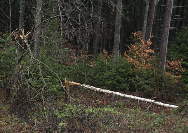 Kleinere Bäume sind dem Sturm "Burglind" zum Opfer gefallen.