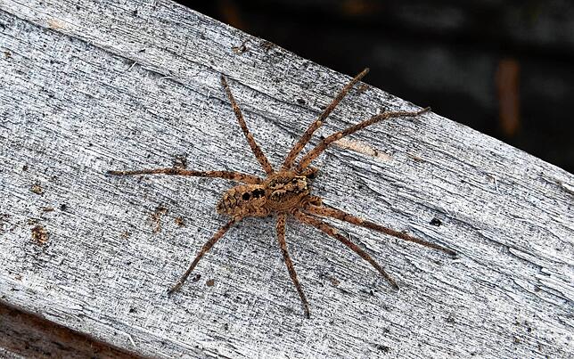 Die Nosferatu-Spinne wird in Baden-Württemberg immer häufiger gesichtet.