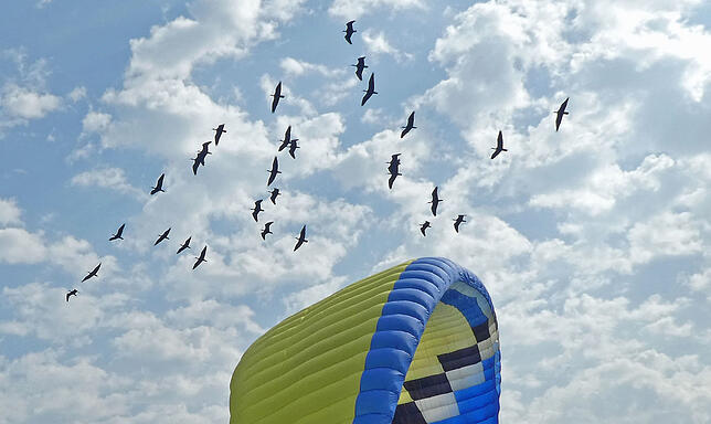 Waldrappe sollen bald wieder am Bodensee landen.