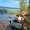 Auch Hunde baden gern im Bodensee.