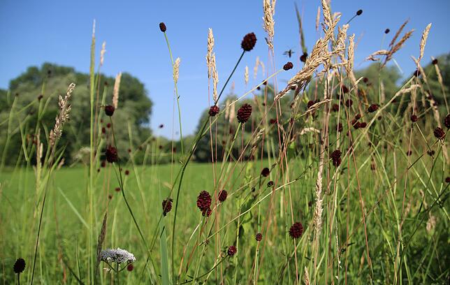 Der „Große Wiesenknopf“ (Sanguisorba officinalis) hat sich auf der Wiese im Streuhau angesiedelt.