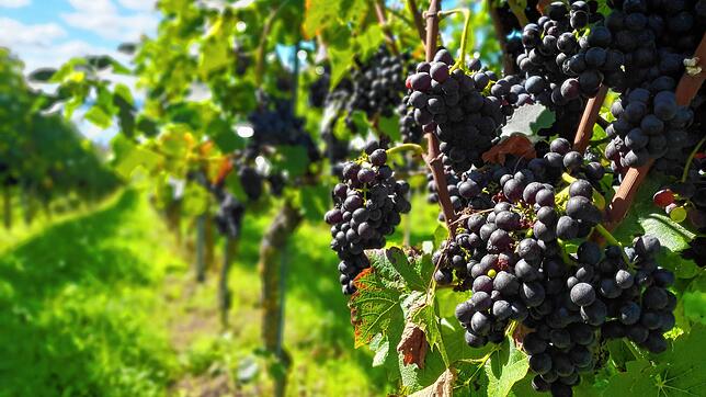 Bild : Was wissen Sie über Wein? Jetzt beim Quiz mitmachen!