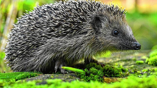 Ein junger Braunbrustigel (Erinaceus europaeus) sitzt zwischen Laub auf einem Gehweg vor einem Gebüsch. Der Igel ist zum Tier des Jahres ...