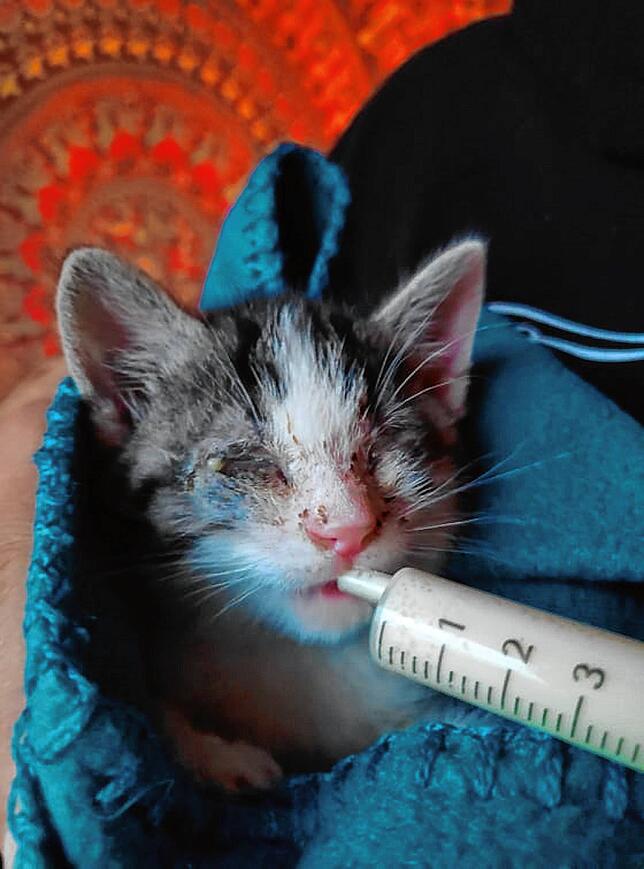 Bild 4: Online-Petition: Durch eine Unterschrift kann das Elend der Katzen im Kreis beendet werden