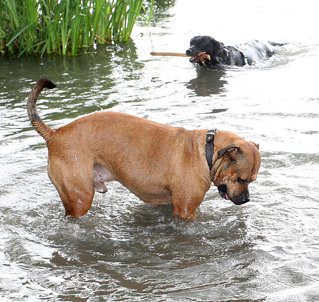 Wo ist der Stein? Auch Hunde wollen im Sommer ihren Badespaß und Abkühlung. Daran stören sich jedoch Passanten und Badende. Einen extra ...