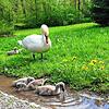 Ob der Schwan hier gerade seinen Nachwuchs durchzählt?