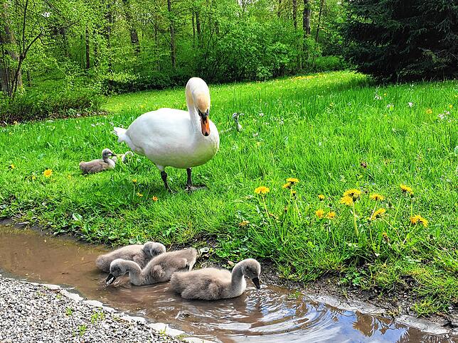 Ob der Schwan hier gerade seinen Nachwuchs durchzählt?