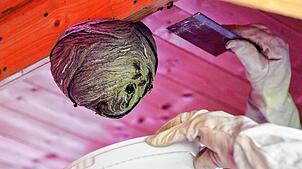 Eine Umsiedlung von Wespen- oder Hornissennestern überlässt man gerne Fachleuten. Doch unter diesen können auch Betrüger sein, wie die ...