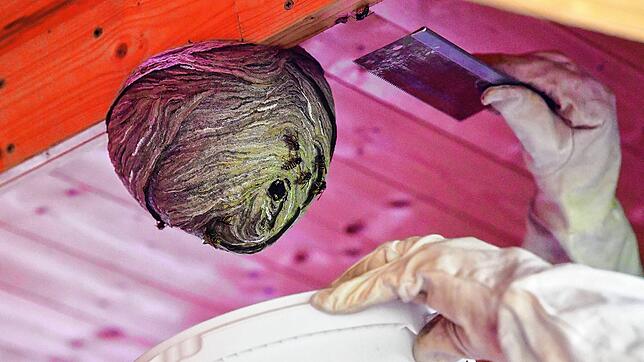 Wespen können lästig sein. Aber das Entfernen von Nestern sollte man einem fachmännisch vorgehenden Schädlingsbekämpfer überlassen. In ...