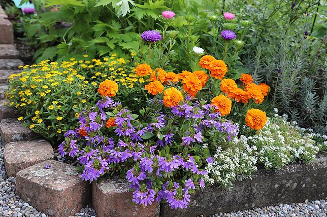 Ein bepflanztes Eck mit Husarenknöpfchen, Tagetes „Deep Orange“, Fächerblume, Steinkraut und der Astern-Mischung ...