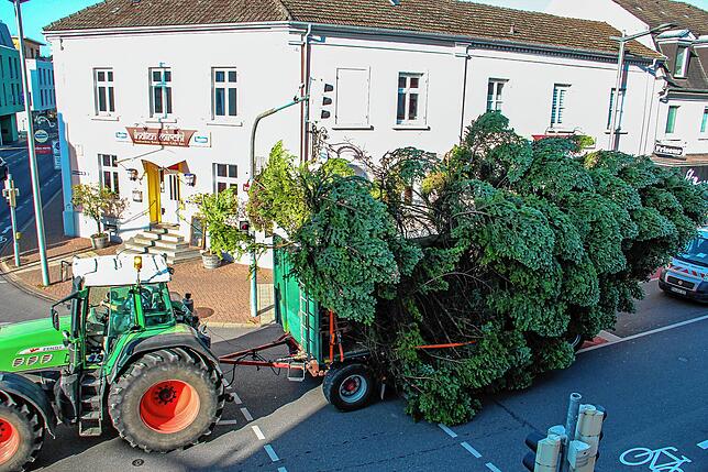 Bild 1: Ein Christbaum fliegt durch die Lüfte: Auf dem Marktplatz wird der Weihnachtsbaum aufgestellt