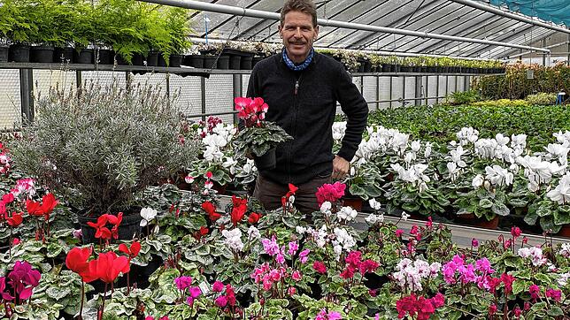Bernd Kramm, Leiter der Stadtgärtnerei Waldshut-Tiengen, inmitten der Blütenpracht. Die Alpenveilchen werden im Gewächshaus selbst gezogen.