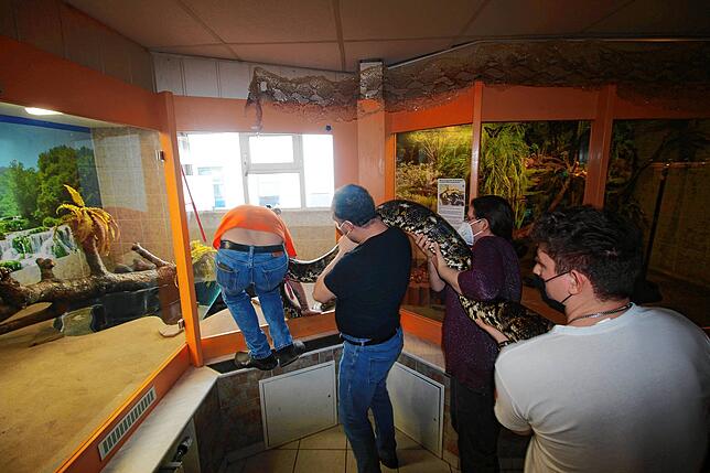 Vier gegen eins im Reptilienhaus Uhldingen: Urs Schöllhammer, Adrian Kisser, Yvonne Kisser und Robin Winter tragen die sechs Meter lange ...