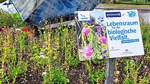 Auch der Rössle-Kreisel wurde im Rahmen der Aktion bepflanzt. Foto: Stadtverwaltung