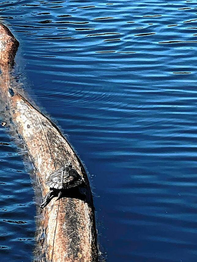 Dagmar Metzger fotografierte diese Schildkröte im Sommer 2021 im Bergsee in Bad Säckingen. Dominic Hahn vom BUND-Landesverband geht ...