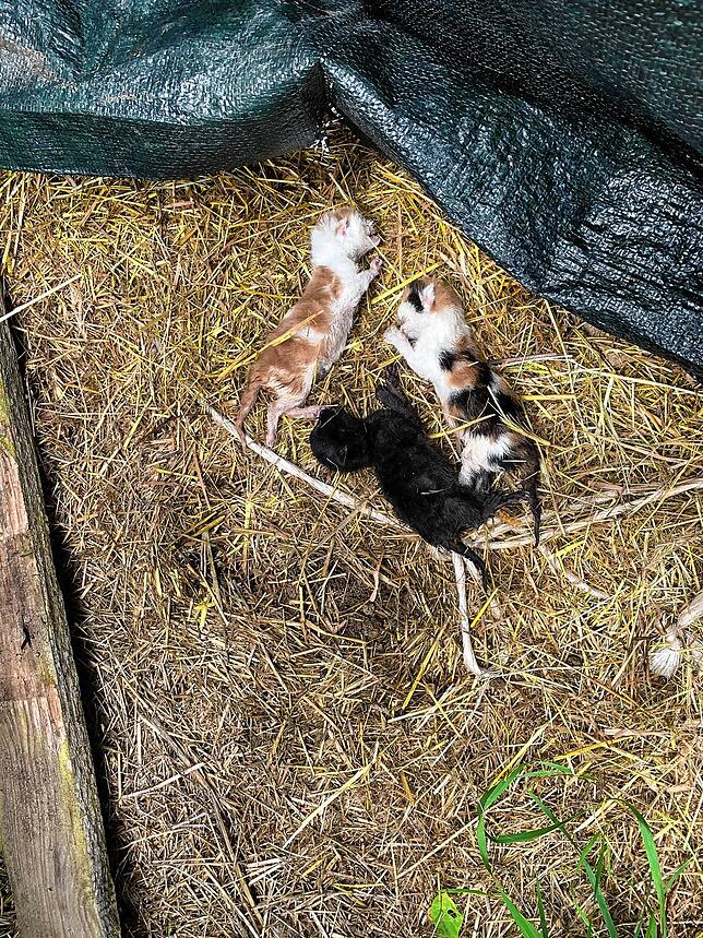 Streunerkatzen helfen hat nicht nur schöne Seiten: Oft werden junge Kätzchen tot aufgefunden. „Das nimmt einen jedes Mal mit“, sagen die ...