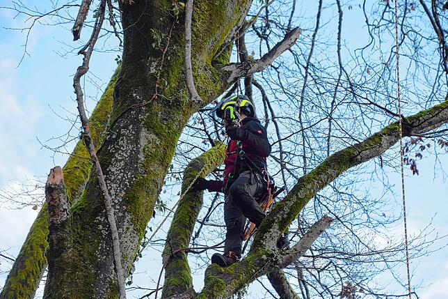 Luca Hoschka von der Firma Felix Schafhäutle Gartenpflege und Baumfällung sägt gefährliche Äste an einem Baum am Weg zur Marienschlucht ab.