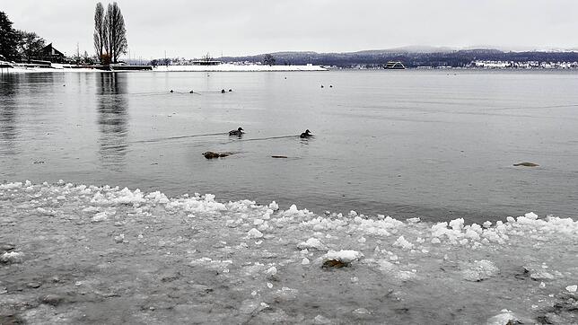 Wenn der See anfängt zuzufrieren, so wie hier in Staad, wird die Nahrungssuche für einige Tiere schwieriger.