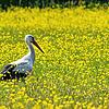 Ein Weißstorch durchschreitet eine Wiese in Böhringen.