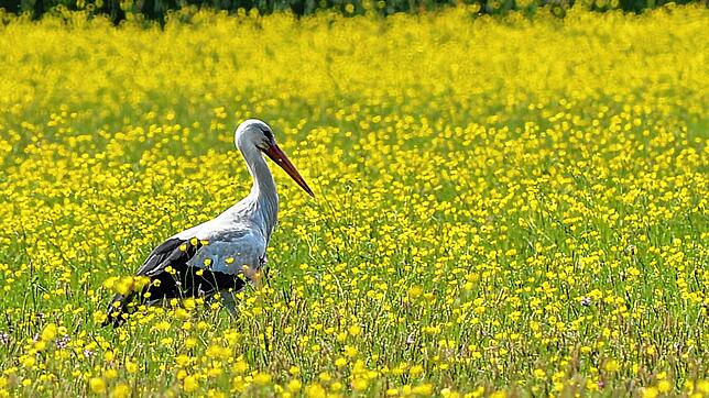Ein Weißstorch durchschreitet eine Wiese in Böhringen.