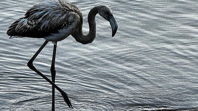 Ein grau gefiederter junger Flamingo steht am Ufer des Titisees im Schwarzwald. Es ist nicht bekannt, woher er kommt.