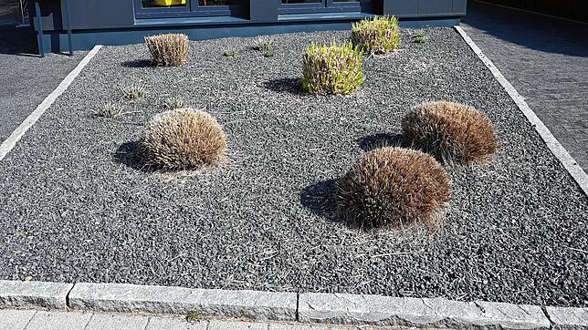 Schottergärten wie dieser dürfen in Baden-Württemberg künftig nicht mehr angelegt werden.