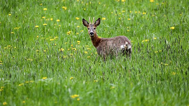 Rehe haben aus Sicht der Jäger ein Existenzrecht. (Archivbild)