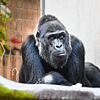 Gorilla Faddama ist mit 40 Jahren im Zoo Basel gestorben. Als Todesursache ist eine Infektion mit einem Fuchsbandwurm wahrscheinlich.