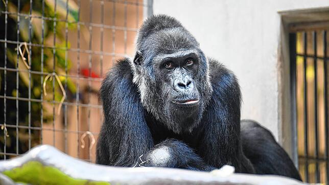 Gorilla Faddama ist mit 40 Jahren im Zoo Basel gestorben. Als Todesursache ist eine Infektion mit einem Fuchsbandwurm wahrscheinlich.