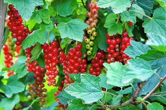 Die Johannisbeeren auf dem Bruderhof reifen heran. Im April hatte die Pflanze noch unter Frost gelitten, so Landwirt Wolfgang Hertell.