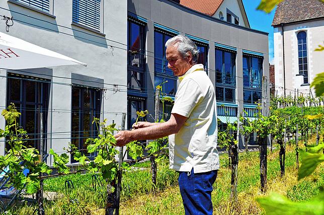 Karl Megerle, Vorsitzender des Hagnauer Winzervereins, hofft, dass sich der Hagelschaden an den Weinreben in den kommenden Wochen verwächst.