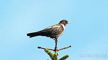 Mit etwas Glück kann beim ersten Feldberger Vogeltag am 4. Juni auch die Alpenringdrossel beobachtet werden. Bild: LUBW