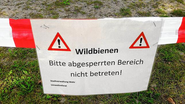 Wildbienen auf einem Kinderspielplatz in Wehr. Auf dem Spielplatz wurde zugunsten der geschützten Insekten ein kleiner Bereich abgesperrt.