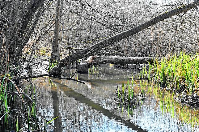Von Bibern abgenagte Bäume überspannen den Mühlbach bei Radolfzell.