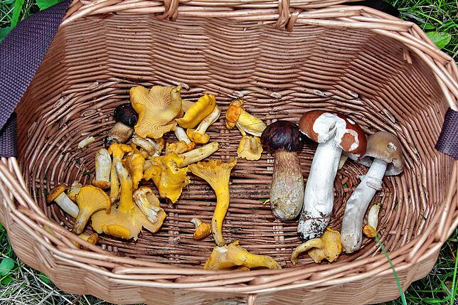 Die Speisepilzausbeute nach einer Stunde Waldspaziergang: Einige Pfifferlinge, zwei Maronen, ein Apfel-Täubling und ein Reifpilz.