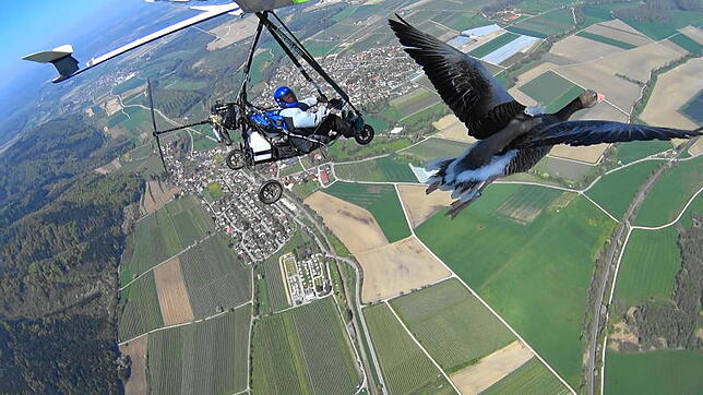 Auch Gänse können hoch steigen: Gans und Gänsevater auf etwa 1000 Meter.