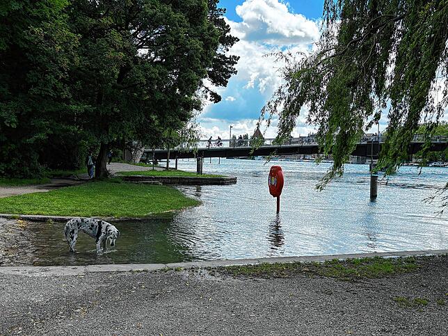 Ein Teil der Wiese ist am Seerhein überschwemmt worden.