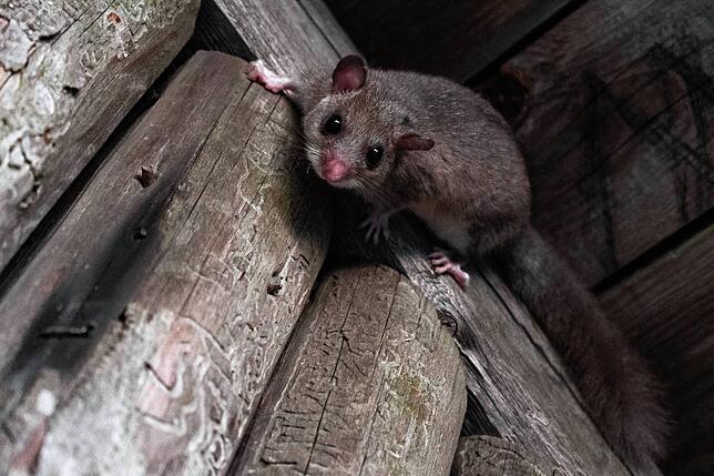 Manchmal bekommt Oliver Schmidt an seinen Schlafplätzen tierische Gesellschaft. Hier ein Siebenschläfer, der ihm in einer Schutzhütte ...