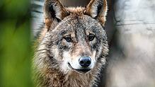Ein Wolf (Canis lupus) läuft durch ein Gehege. Für seine frei lebenden Artgenossen könnte es bald gefährlich werden.