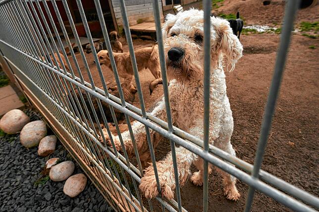 Trauriges Schicksal: Wenn Hundehalter nach der Anschaffung eines Welpen mit der Haltung überfordert sind, landen die Vierbeiner oft im ...