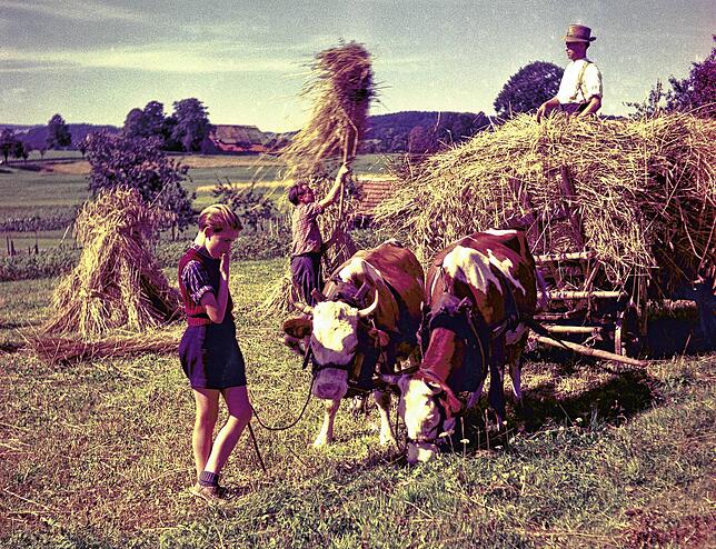 Bei der schweißtreibenden Heuernte packte die ganze Familie mit an. Der Heuwagen wird von Ochsen gezogen.