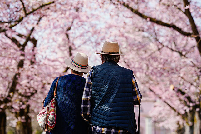 Zwei Besucher laufen im Schlossgarten des Schwetzinger Schlosses unter blühenden Bäumen der Japanischen Zierkirsche.
