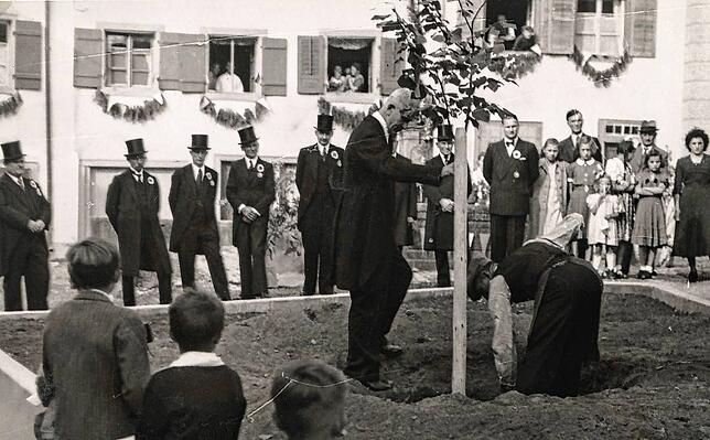 Die Stühlinger Stadtlinde wurde im Jahr 1950 im Rahmen der Feierlichkeiten zur Wiedererhebung der Stadt Stühlingen im Judenwinkel ...