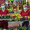 Hier lockt der Frühling: Hildegard Müller (links) und Anja Schleicher bereiten in Weißers Floraparadies in Schabenhausen alles für die ...
