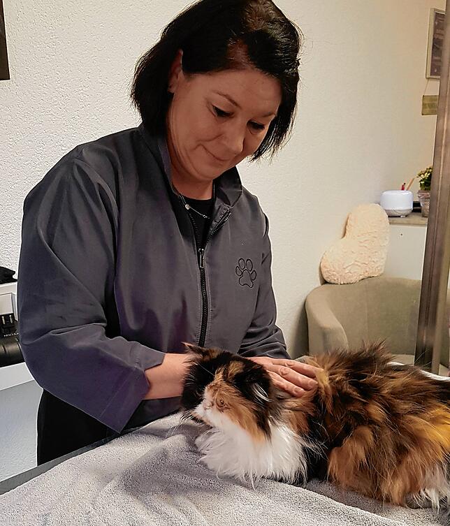 Vor dem Frisieren hat Perserkatze Tiffy noch ihr rassetypisches langes Fell, das jedoch ziemlich verfilzt und verknotet ist und deshalb ...
