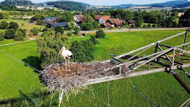 Sein Nachwuchs ist bereits flügge, nun ist auch dieser Storch, der einen Horst auf einem Hochspannungsmasten im Überlinger Gewerbegebiet ...