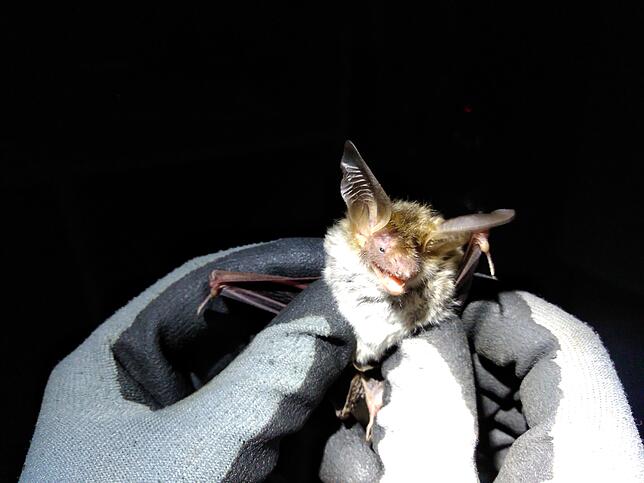 Die Bechsteinfledermaus findet unter anderem auf Streuobstwiesen im Landkreis einen Lebensraum.