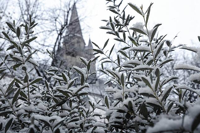 Erster „leichter Zuckerguss“ auf den Pflanzen unweit des Radolfzeller Münsters.