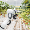 Roboter Berry kann autonom im Gewächshaus Erdbeeren pflücken.