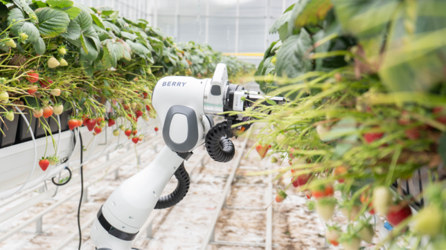 Roboter Berry kann autonom im Gewächshaus Erdbeeren pflücken.